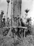 Bushmen prepare to cut down a large Kahikatea tree